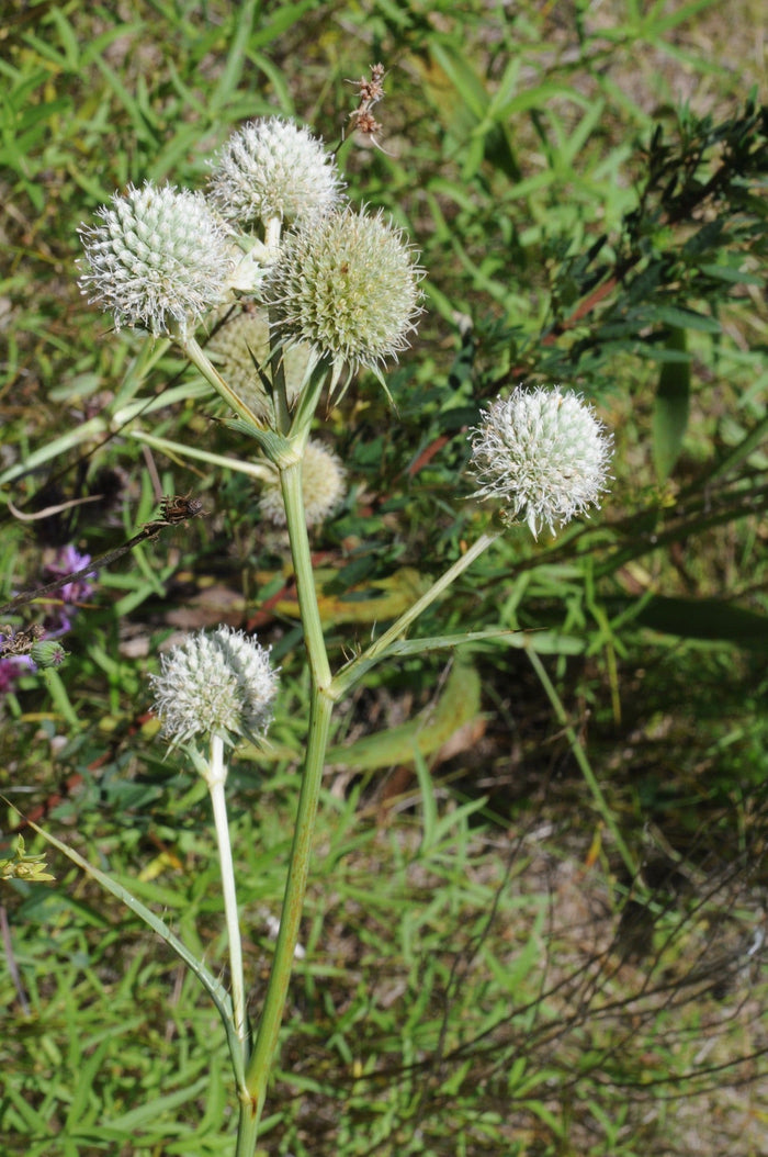 Rattlesnake Master Eryngium yuccifolium 100 Seeds