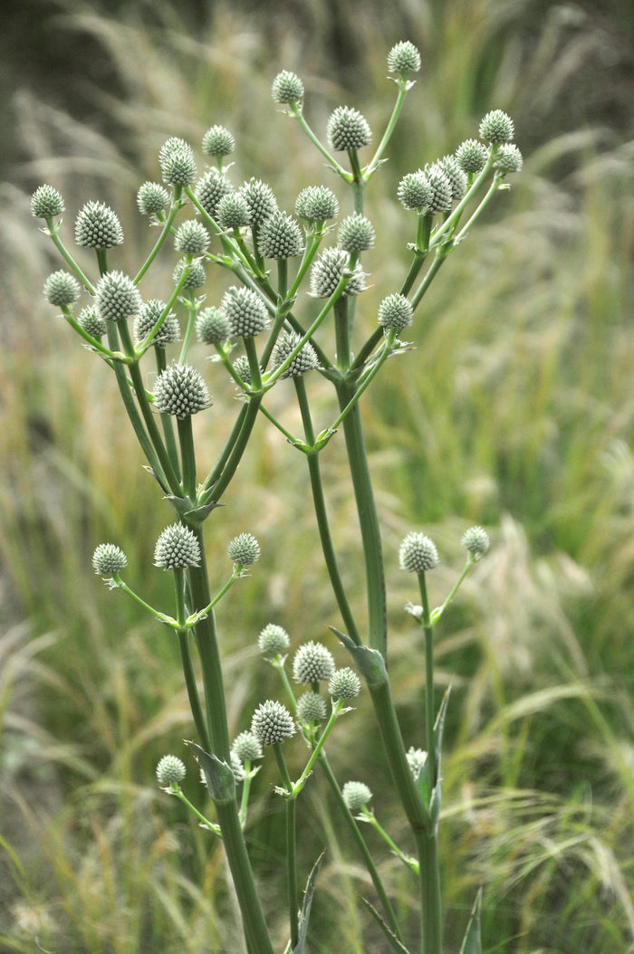 Rattlesnake Master Eryngium yuccifolium 100 Seeds