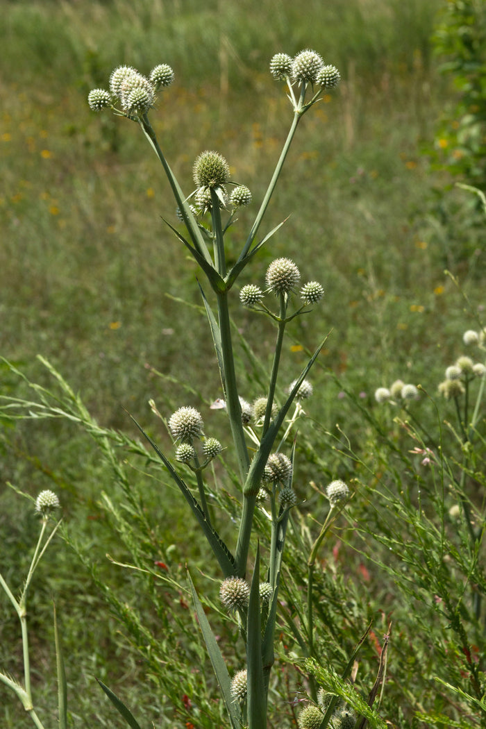 Rattlesnake Master Eryngium yuccifolium 100 Seeds