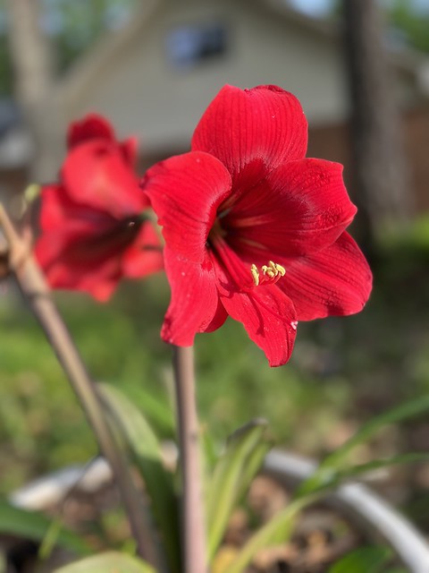Red Amaryllis   20 Seeds   Hippeastrum x hortorum