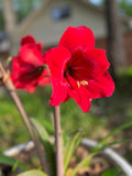 Red Amaryllis   20 Seeds   Hippeastrum x hortorum