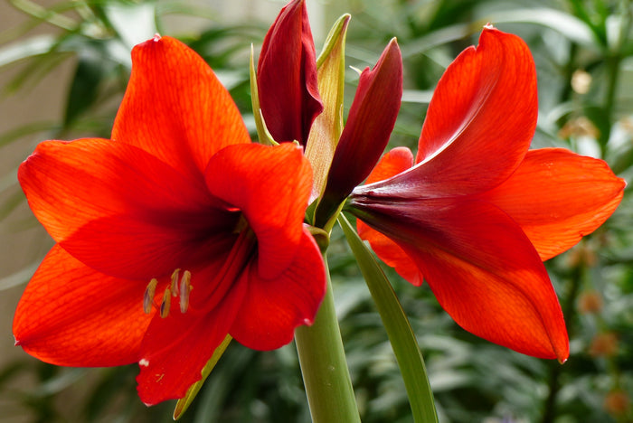 Red Amaryllis   20 Seeds   Hippeastrum x hortorum