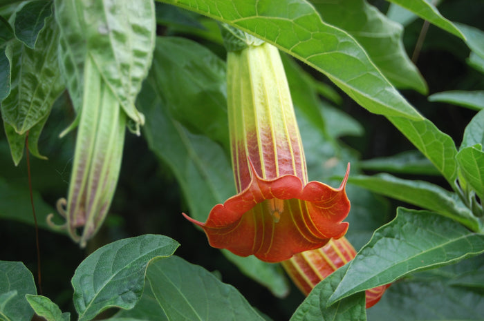 Red Angel's Trumpet   10 Seeds   Brugmansia sanguinea
