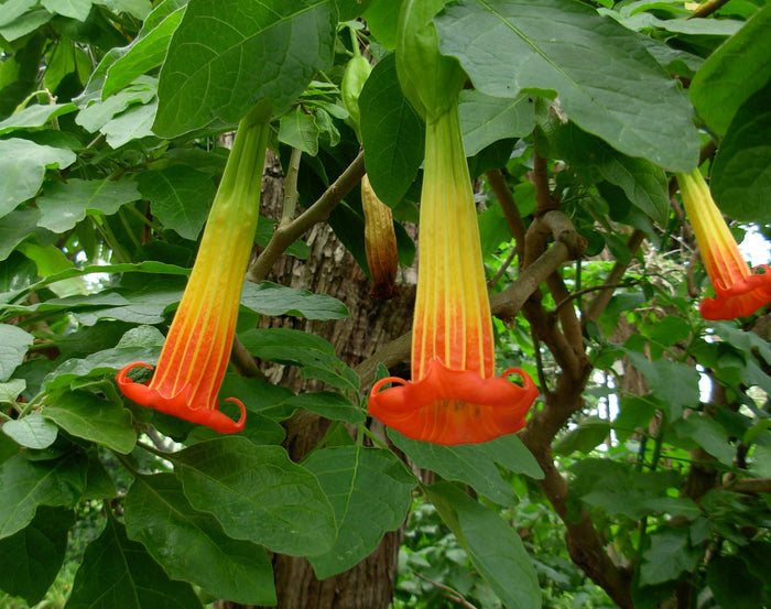 Red Angel's Trumpet   10 Seeds   Brugmansia sanguinea