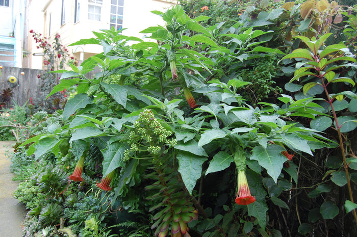 Red Angel's Trumpet   10 Seeds   Brugmansia sanguinea