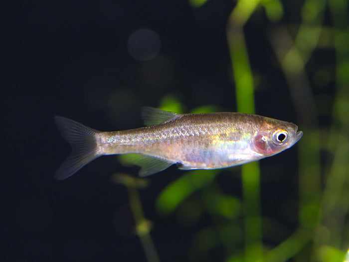 Red Dwarf Rasbora (Microrasbora sp. cf. rubescens)