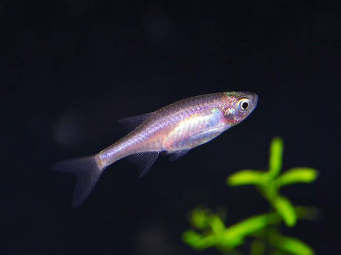 Red Dwarf Rasbora (Microrasbora sp. cf. rubescens)