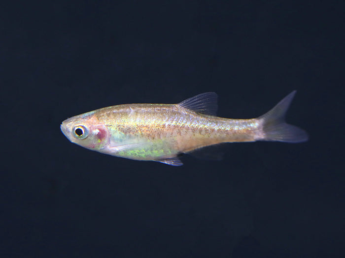 Red Dwarf Rasbora (Microrasbora sp. cf. rubescens)