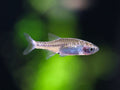 Red Dwarf Rasbora (Microrasbora sp. cf. rubescens)