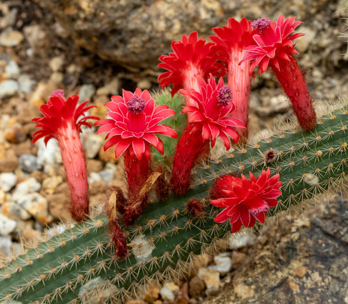Red Flowered Columnar Cactus   100 Seeds   Cleistocactus samaipatanus