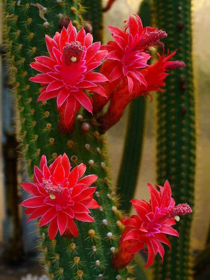 Red Flowered Columnar Cactus   100 Seeds   Cleistocactus samaipatanus