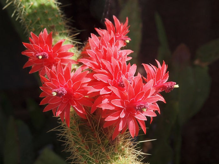 Red Flowered Columnar Cactus   100 Seeds   Cleistocactus samaipatanus