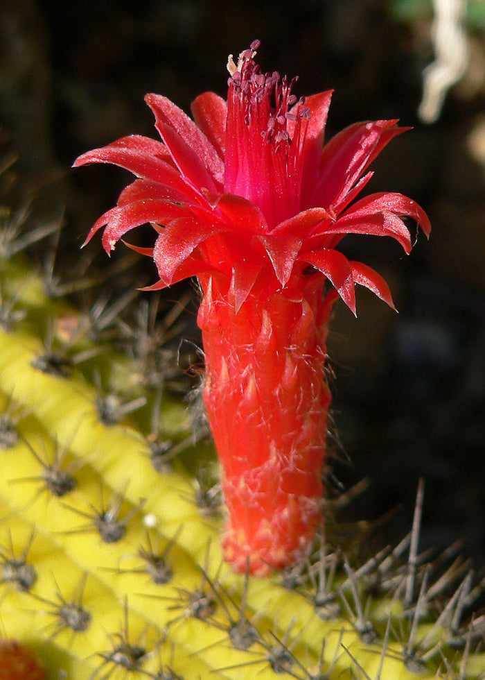Red Flowered Columnar Cactus   100 Seeds   Cleistocactus samaipatanus