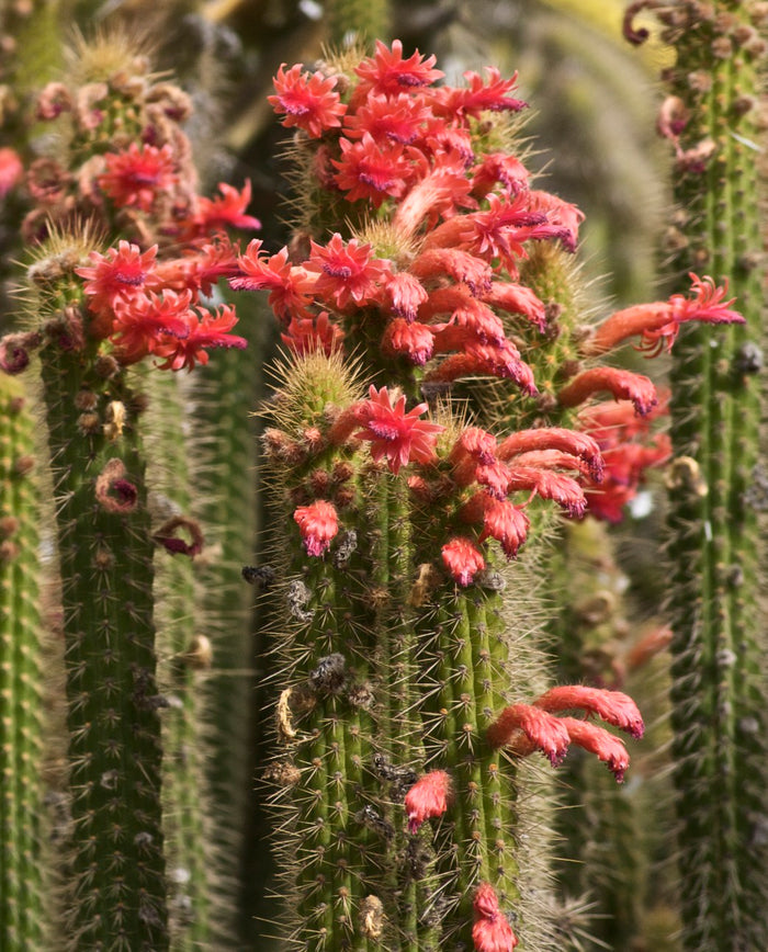 Red Flowered Columnar Cactus   100 Seeds   Cleistocactus samaipatanus