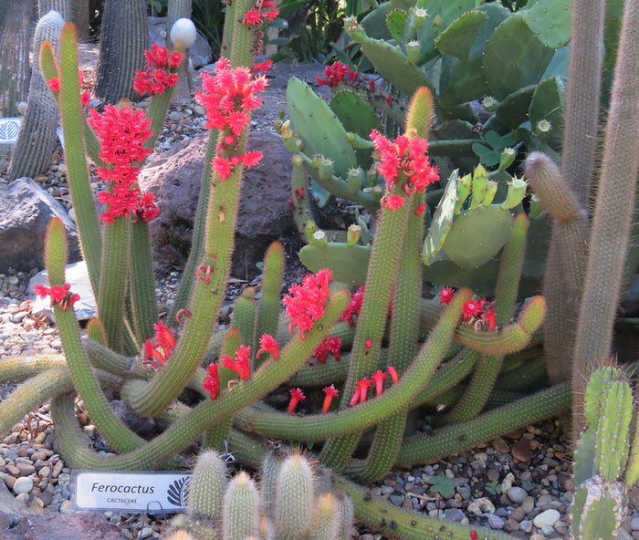 Red Flowered Columnar Cactus   100 Seeds   Cleistocactus samaipatanus