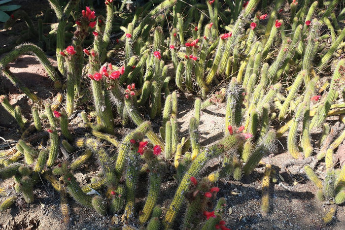 Red Flowered Columnar Cactus   100 Seeds   Cleistocactus samaipatanus