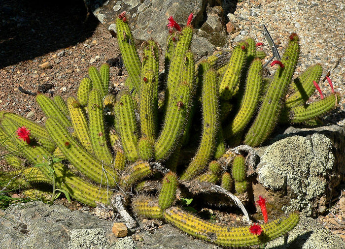 Red Flowered Columnar Cactus   100 Seeds   Cleistocactus samaipatanus
