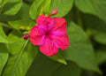 Red Four O'clock Mirabilis jalapa 10 Seeds