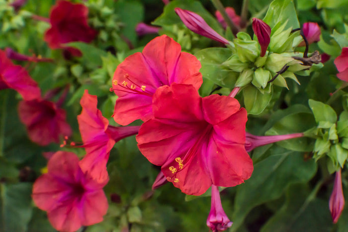 Red Four O'clock Mirabilis jalapa 10 Seeds