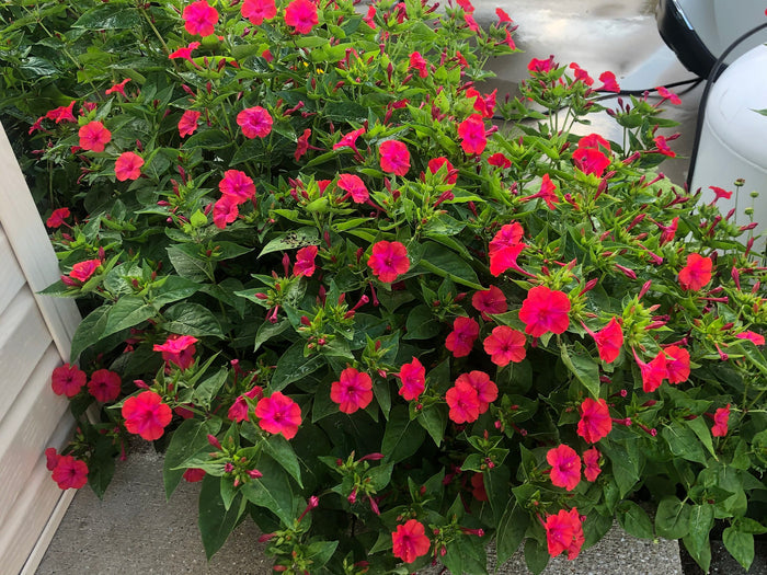 Red Four O'clock Mirabilis jalapa 10 Seeds