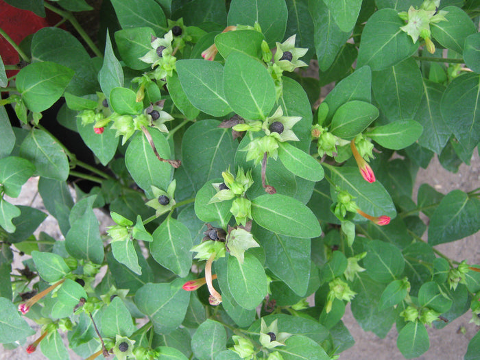 Red Four O'clock Mirabilis jalapa 10 Seeds