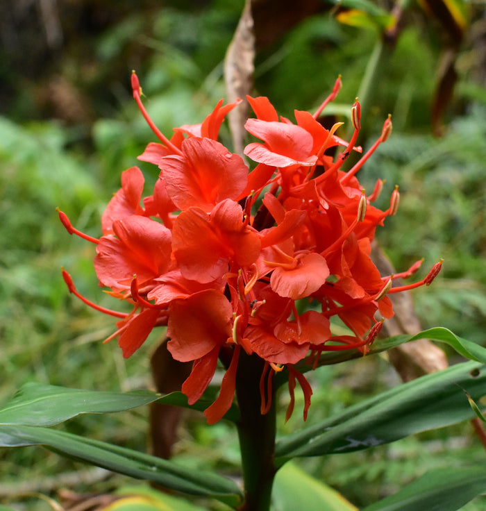 Red Ginger  Hedychium rubrum  10 Seeds