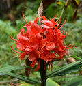 Red Ginger  Hedychium rubrum  10 Seeds
