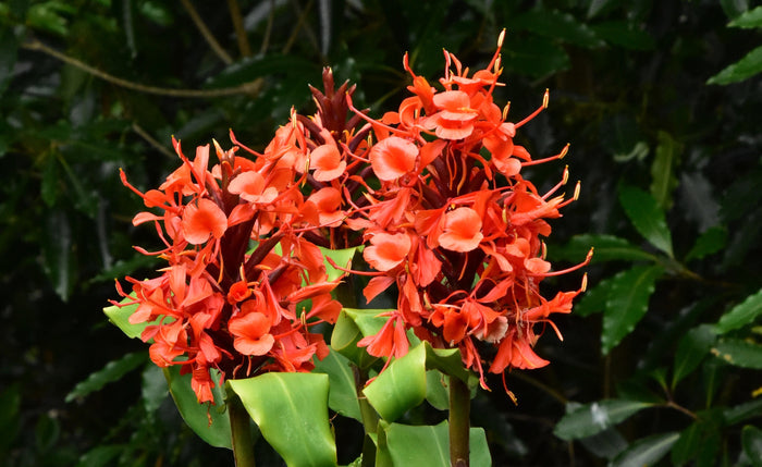 Red Ginger  Hedychium rubrum  10 Seeds
