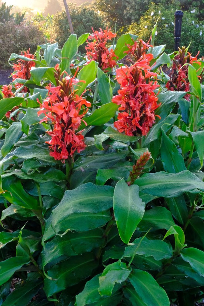 Red Ginger  Hedychium rubrum  10 Seeds