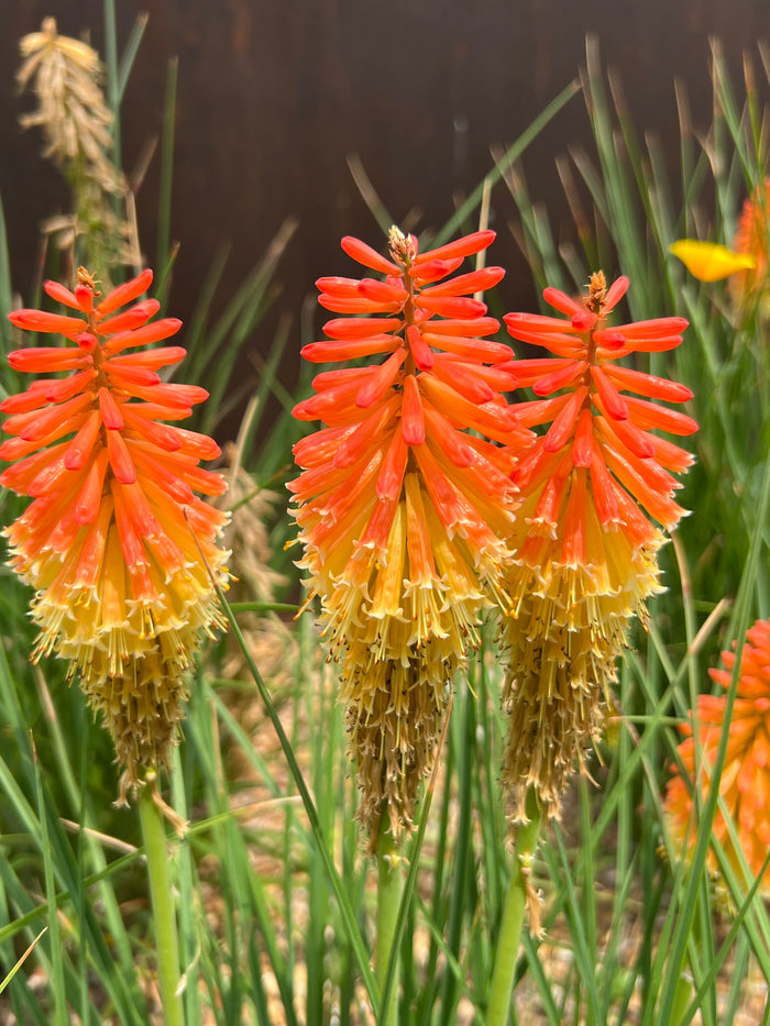 Red-Hot Poker Torch Lily Kniphofia uvaria 100 Seeds