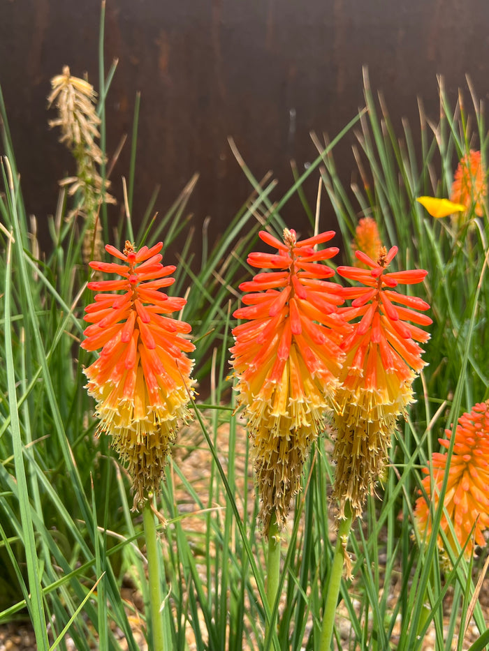Red-Hot Poker Torch Lily Kniphofia uvaria 100 Seeds