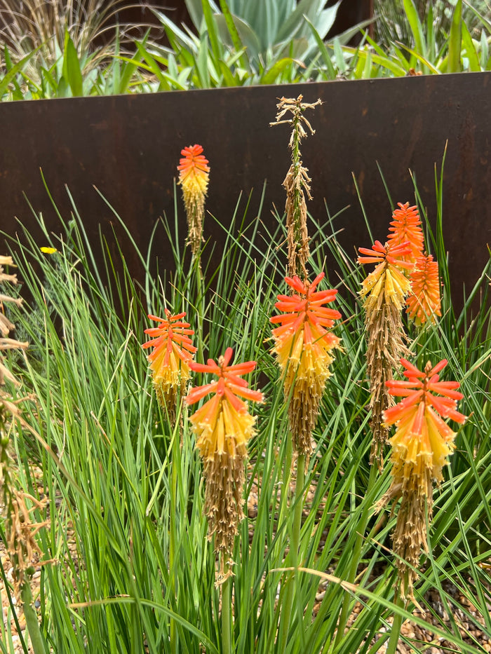 Red-Hot Poker Torch Lily Kniphofia uvaria 100 Seeds