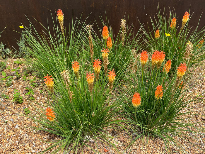 Red-Hot Poker Torch Lily Kniphofia uvaria 100 Seeds