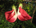 Red Hummingbird Tree   20 Seeds   Sesbania Grandiflora