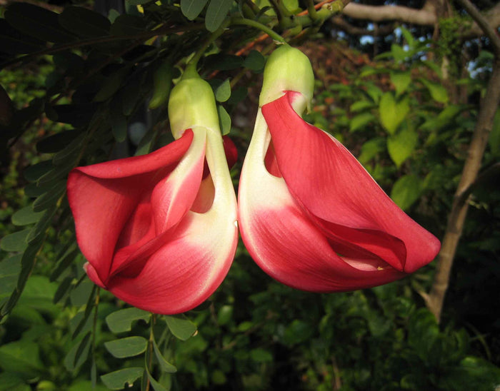 Red Hummingbird Tree   20 Seeds   Sesbania Grandiflora