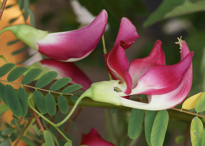 Red Hummingbird Tree   20 Seeds   Sesbania Grandiflora