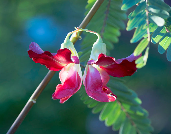 Red Hummingbird Tree   20 Seeds   Sesbania Grandiflora