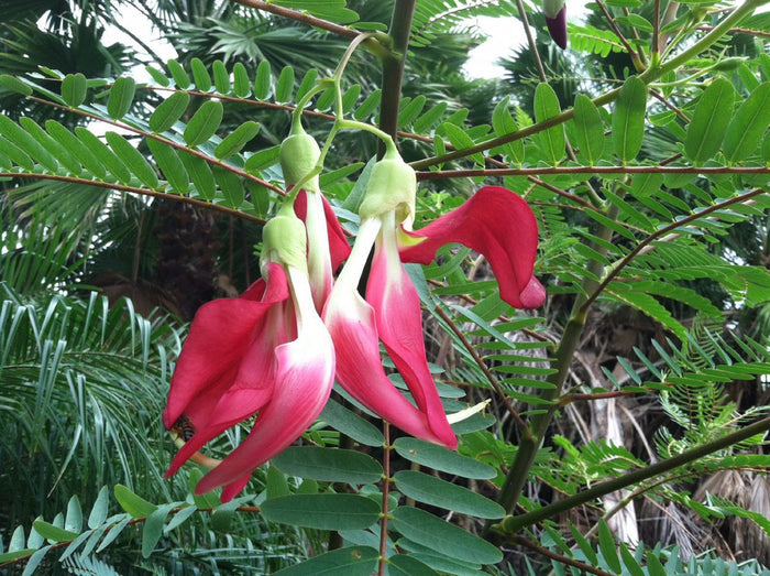 Red Hummingbird Tree   20 Seeds   Sesbania Grandiflora
