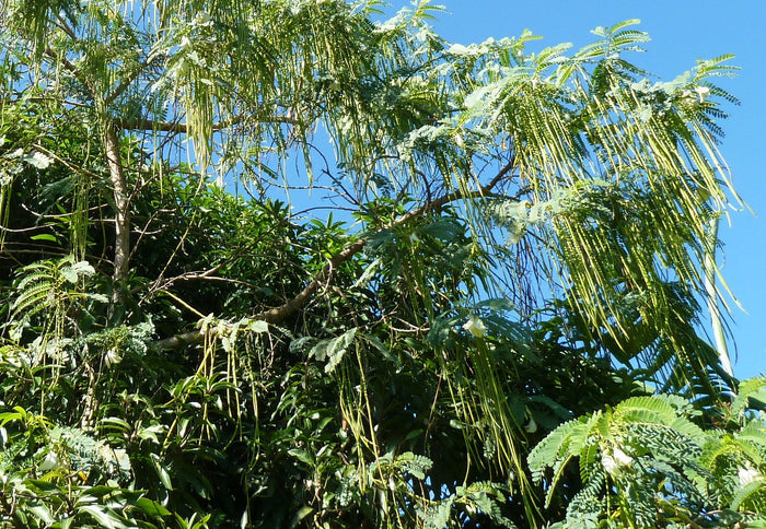 Red Hummingbird Tree   20 Seeds   Sesbania Grandiflora