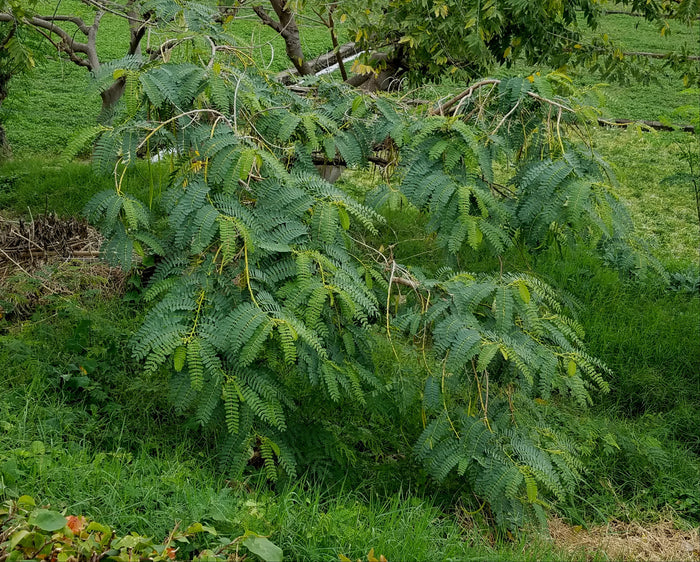 Red Hummingbird Tree   20 Seeds   Sesbania Grandiflora