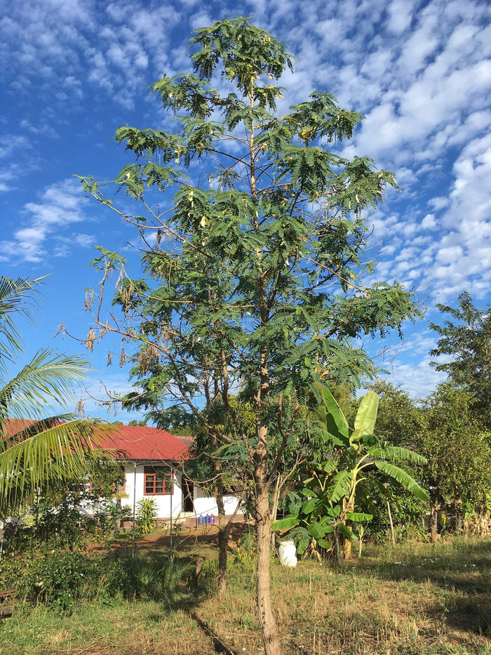 Red Hummingbird Tree   20 Seeds   Sesbania Grandiflora