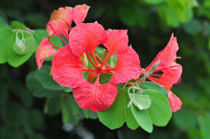 Red Orchid Tree Bauhinia galpinii  5 Seeds