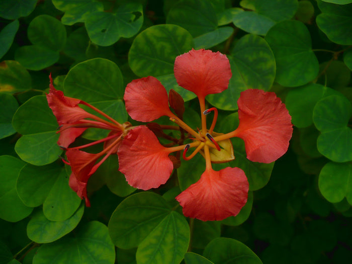 Red Orchid Tree Bauhinia galpinii  5 Seeds