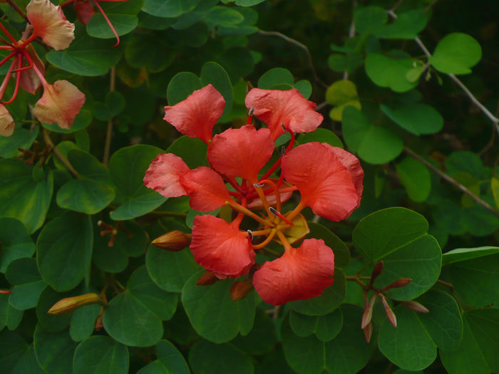Red Orchid Tree Bauhinia galpinii  5 Seeds