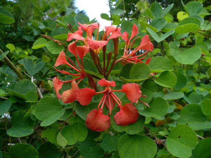 Red Orchid Tree Bauhinia galpinii  5 Seeds
