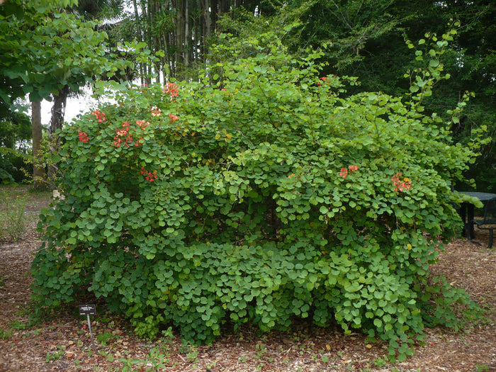 Red Orchid Tree Bauhinia galpinii  5 Seeds