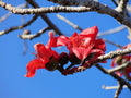 Red Silk Cotton Tree   20 Seeds   Bombax ceiba