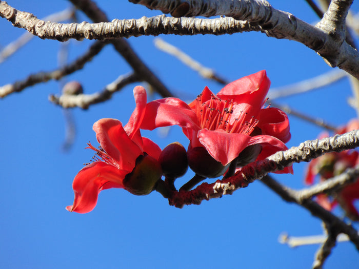 Red Silk Cotton Tree   20 Seeds   Bombax ceiba