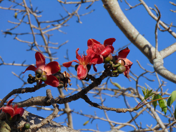 Red Silk Cotton Tree   20 Seeds   Bombax ceiba