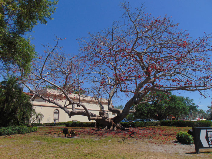 Red Silk Cotton Tree   20 Seeds   Bombax ceiba